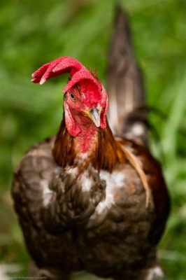  Roosters in Red Silk:  Discovering Vietnamese Folk Wisdom Through Avian Elegance and Revolutionary Fervor